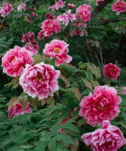 南阳市早春有什么花 南阳市早春有什么花