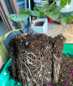 养花根系生长 养花根系生长