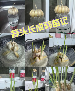 水培大蒜养花 水培大蒜养花