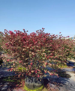 冬季如何养红矛 冬季如何养红矛