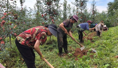 抓住黄金季给果树施肥 抓住黄金季给果树施肥