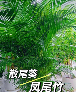 散尾葵枝条发软怎么回事 散尾葵枝条发软怎么回事