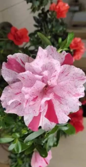 婶子爱养花 婶子爱养花