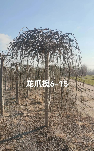 龙爪槐的修剪方法 龙爪槐的修剪方法