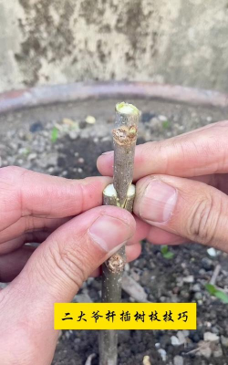 杨桐、柃木的扦插育苗技术 杨桐、柃木的扦插育苗技术