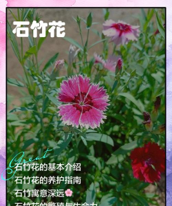 石竹开花了该如何护养 石竹开花了该如何护养