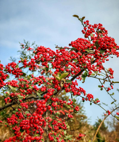 寒冬里暖人心的小果果,你知道吗 寒冬里暖人心的小果果,你知道吗