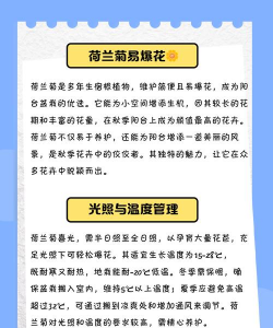 荷兰菊花期后怎么养护 荷兰菊花期后怎么养护
