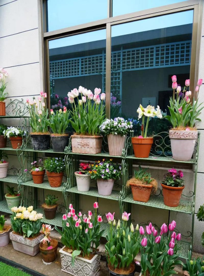 男的 养花 男的 养花