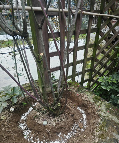 养花雨后施肥 养花雨后施肥