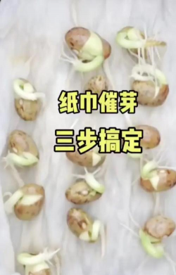 有什么办法可以使花卉种子快速发芽呢 有什么办法可以使花卉种子快速发芽呢