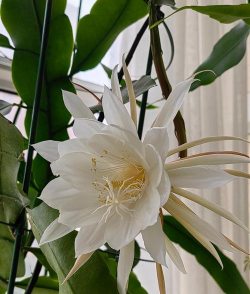 昙花的花儿长什么样 昙花的花儿长什么样