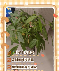 发财树叶变白什么原因 发财树叶变白什么原因