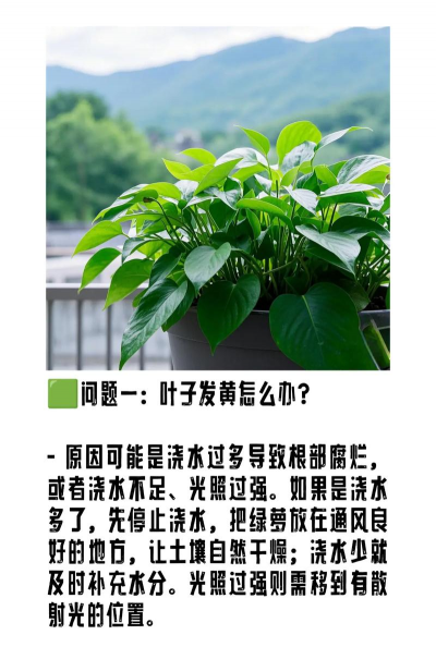 绿萝怎么才能长得大 绿萝怎么才能长得大