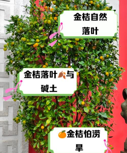 盆栽会落叶是什么原因 盆栽会落叶是什么原因