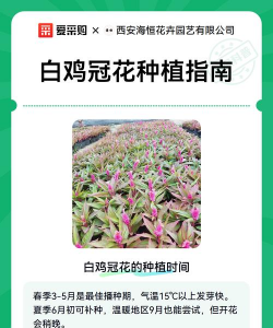 鸡冠花栽培指南 鸡冠花栽培指南