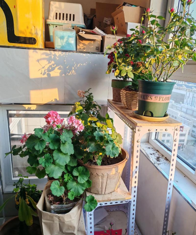 自制铁架养花 自制铁架养花