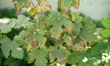 葡萄结果起黄斑是什么病 葡萄结果起黄斑是什么病