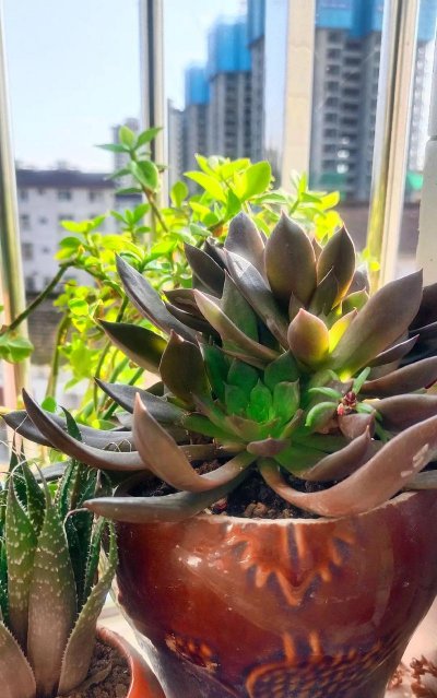 斐济养花知识 斐济养花知识