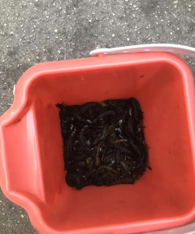 水养花蜈蚣 水养花蜈蚣