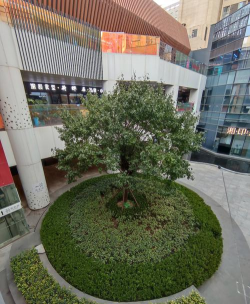 广场一般种植什么植物 广场一般种植什么植物