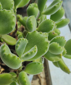 熊童子叶子为什么很瘦 熊童子叶子为什么很瘦