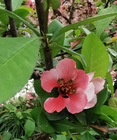 木瓜海棠叶子脱落怎么办 木瓜海棠叶子脱落怎么办