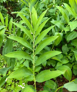 功能型山野菜——玉竹 功能型山野菜——玉竹
