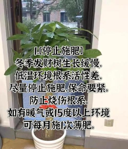 桌面发财树冬天怎么养 桌面发财树冬天怎么养