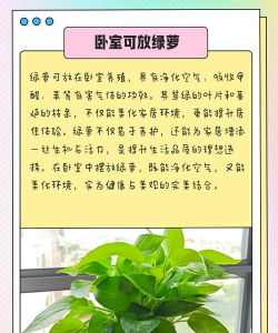 绿箩放家里有什么好处 绿箩放家里有什么好处