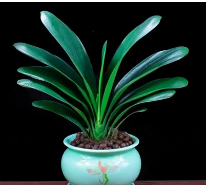 养花者君子 养花者君子