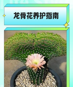 怎么样让龙骨花开花 怎么样让龙骨花开花