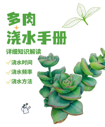 多肉应该什么时候浇水 多肉应该什么时候浇水