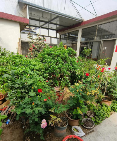 父母种花养花 父母种花养花