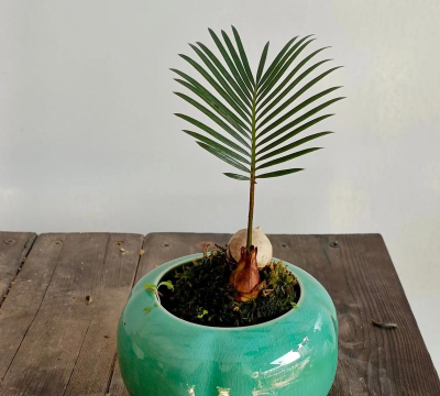 墨西哥铁树的栽培技术 墨西哥铁树的栽培技术