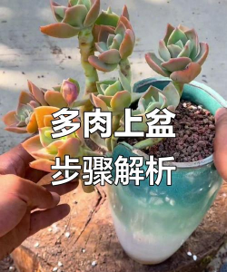 多肉换盆怎么埋根 多肉换盆怎么埋根