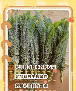 优加利植物夏季怎么养殖 优加利植物夏季怎么养殖