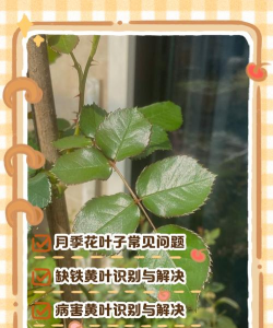 为什么花的叶子都向下长 为什么花的叶子都向下长