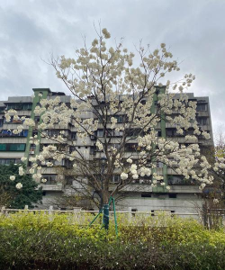 路边什么树的花是白色的 路边什么树的花是白色的