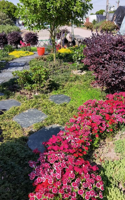 花农生活养花 花农生活养花