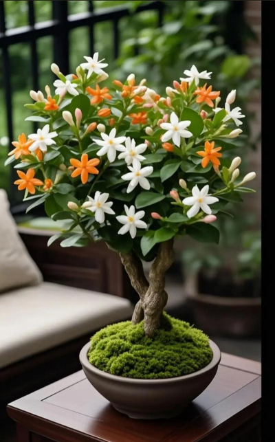 栽花就要养花 栽花就要养花