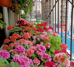 春季 养花 室外 春季 养花 室外