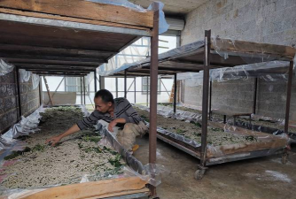 巧用蚕沙养花 巧用蚕沙养花