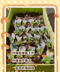 多肉怎么取种子 多肉怎么取种子