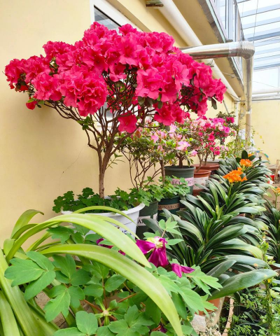 在娘家养花 在娘家养花