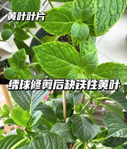 绣球冬天叶子发黄怎么办 绣球冬天叶子发黄怎么办