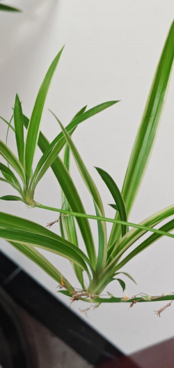 比吊兰叶子小的是什么兰 比吊兰叶子小的是什么兰