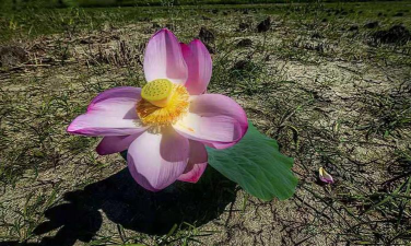 密山养花的 密山养花的