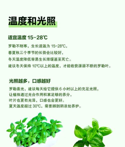 箥箩密是怎么种植的 箥箩密是怎么种植的
