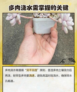 多肉施肥多了怎么办 多肉施肥多了怎么办